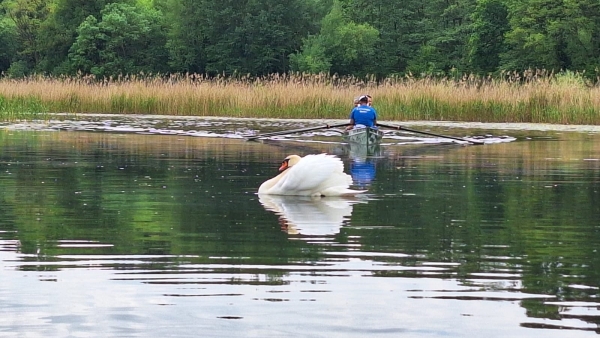 Templiner Seenplatte 2024 Ruderboot mit Schwan